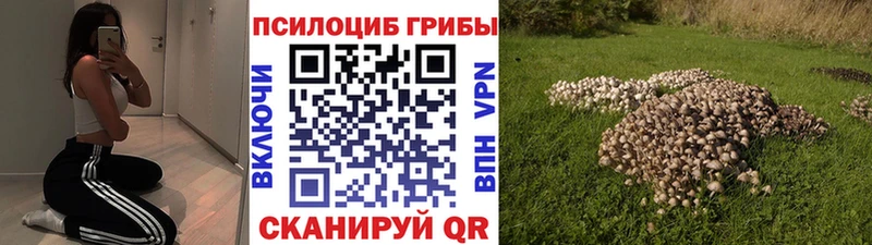 Купить  Мосальск  Псилоцибиновые грибы Cubensis 